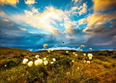 Limited Edition Limited Edition